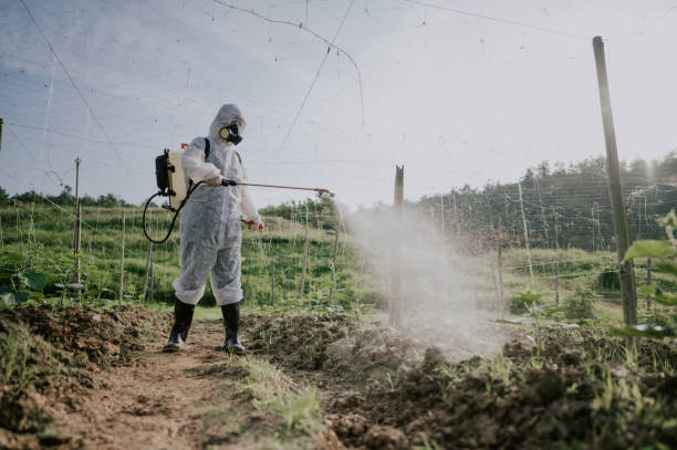 Best Mosquito Control Services  in Rock Hill, MO