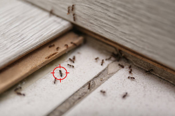 Best Flea Control Services  in Rock Hill, MO